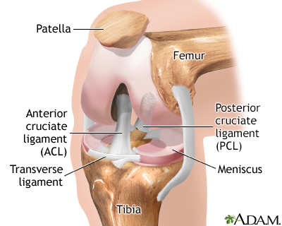Normal knee anatomy